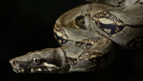 Si usted va a visitar los ecosistemas del Tolima en estas vacaciones, esta información le interesa