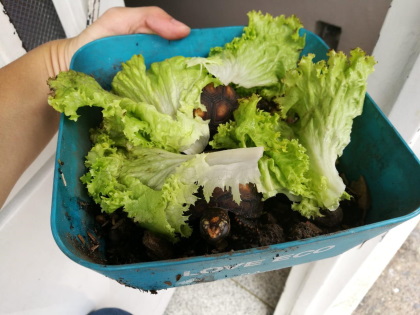 Rescate de fauna Silvestre en Flandes e Ibagué