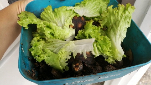 Rescate de fauna Silvestre en Flandes e Ibagué