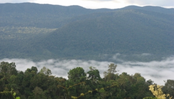 El consejo directivo de Cortolima aprobó como máxima categoría de conservación al Bosque de Galilea