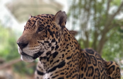 El Tolima es territorio del Jaguar