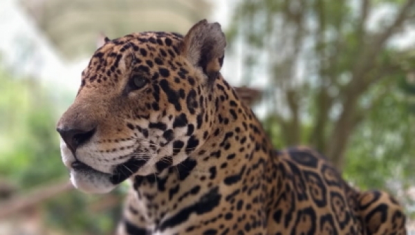 El Tolima es territorio del Jaguar