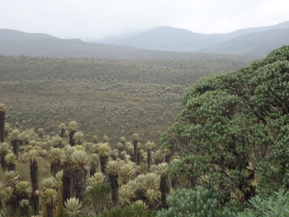 Cortolima adoptó el plan de manejo ambiental del páramo Anaime Chilí Barragán que beneficiará a 30 familias