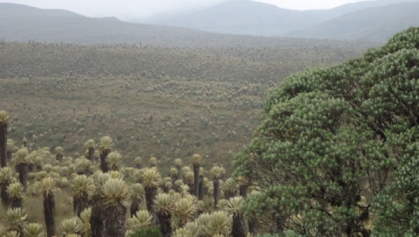 Cortolima adoptó el plan de manejo ambiental del páramo Anaime Chilí Barragán que beneficiará a 30 familias