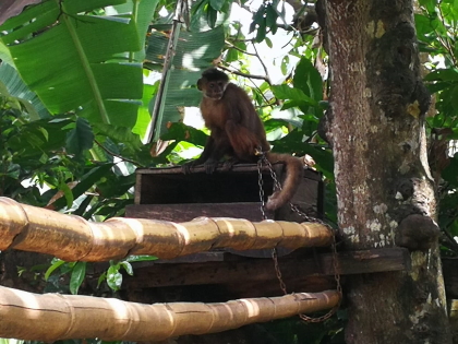 Cortolima trata de salvarle vida a primate que duró 25 años en cautiverio