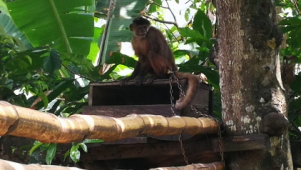 Cortolima trata de salvarle vida a primate que duró 25 años en cautiverio