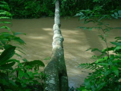 Dos nuevos predios de importancia ecológica prestarán servicios ambientales al Tolima