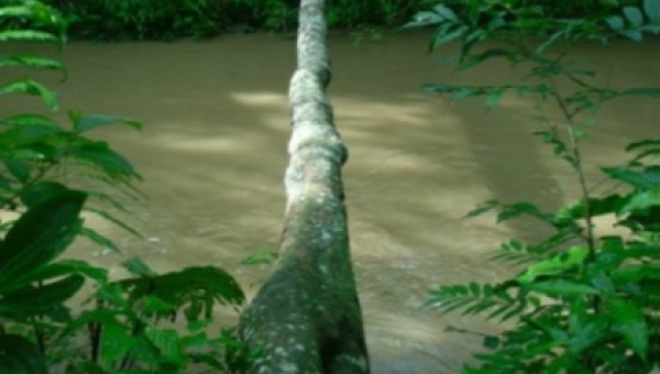 Dos nuevos predios de importancia ecológica prestarán servicios ambientales al Tolima