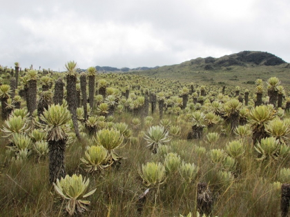 Se socializó Plan de Manejo y el mecanismo de compensación a los pobladores del Páramo