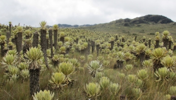 Se socializó Plan de Manejo y el mecanismo de compensación a los pobladores del Páramo