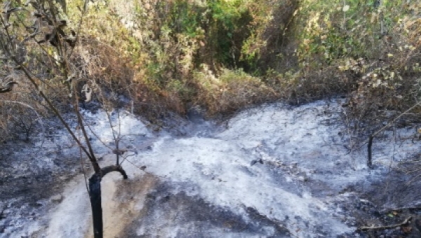 Los predios de conservación los más afectados por los incendios forestales en el Tolima