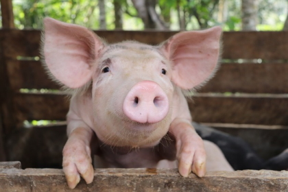 Los biodigestores, una opción sostenible para los productores porcícolas