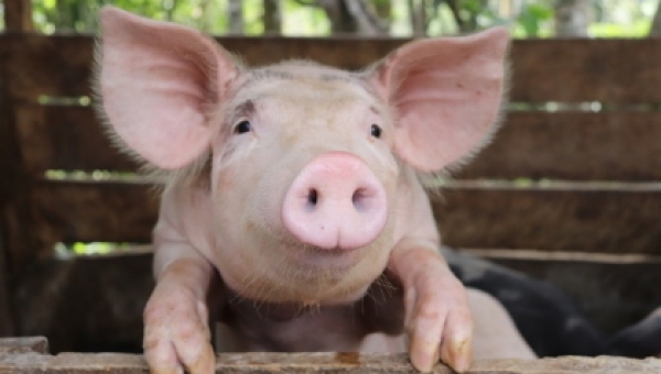 Los biodigestores, una opción sostenible para los productores porcícolas