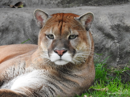 El Puma Concolor el felino con más presencia en el Tolima
