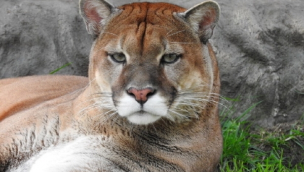 El Puma Concolor el felino con más presencia en el Tolima