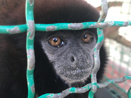 Autoridades ambientales del Tolima incautan especie amazónica en el municipio de Alvarado