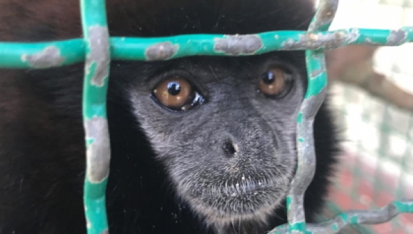 Autoridades ambientales del Tolima incautan especie amazónica en el municipio de Alvarado