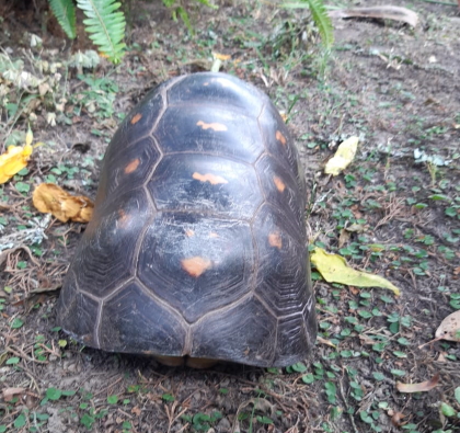 La tragedia de la fauna silvestre tras los incendios forestales