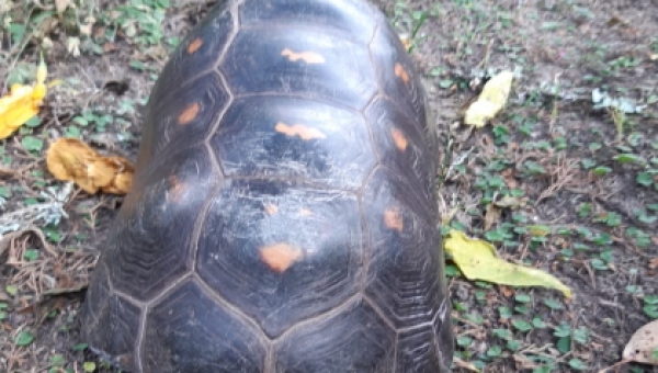 La tragedia de la fauna silvestre tras los incendios forestales