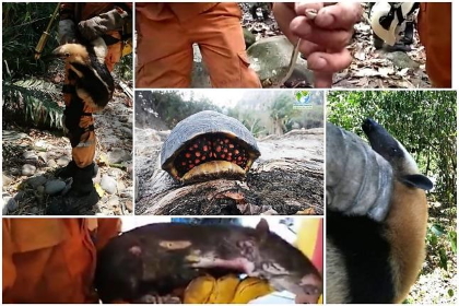 La Fauna Silvestre, la más afectada por incendios forestales en el Tolima