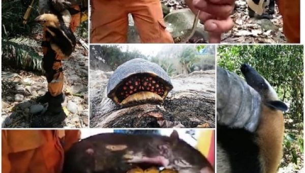 La Fauna Silvestre, la más afectada por incendios forestales en el Tolima