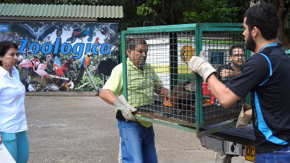 Cortolima reubica 16 animales de fauna silvestre