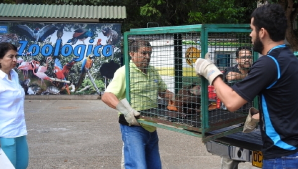 Cortolima reubica 16 animales de fauna silvestre