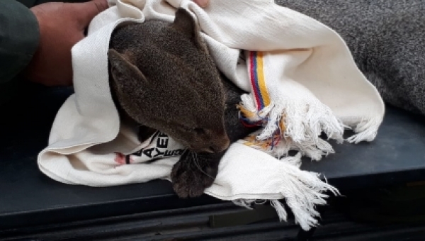 En el día del conductor Cortolima y la fauna silvestre los invita a “Frenar por ellos”