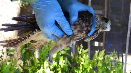 La crueldad humana no tiene límites con la fauna silvestre