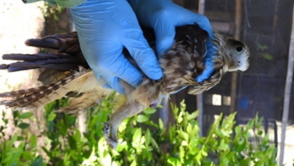 La crueldad humana no tiene límites con la fauna silvestre