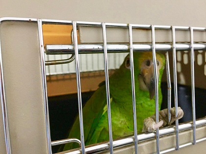 Ciudadana fue hallada transportando fauna silvestre