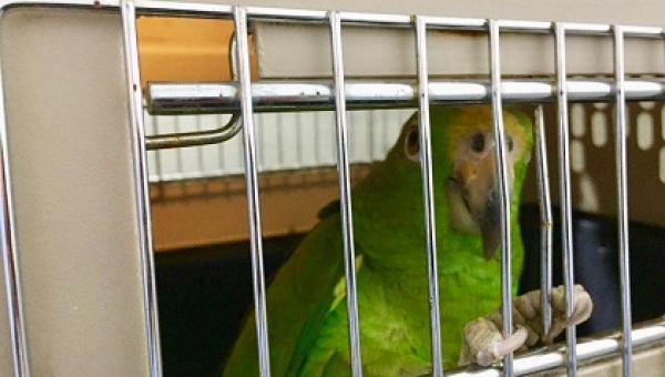 Ciudadana fue hallada transportando fauna silvestre