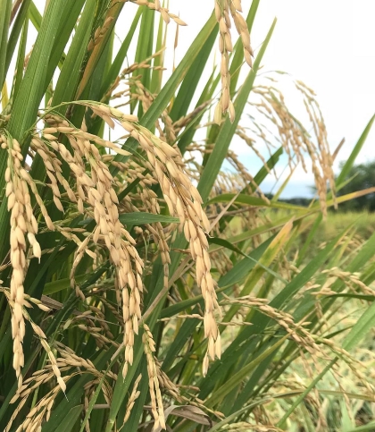 Adopción Masiva de Tecnologías para el cultivo del arroz