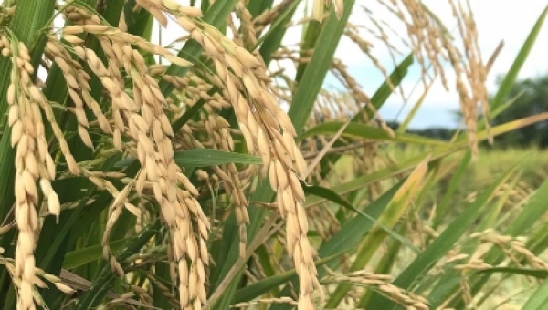 Adopción Masiva de Tecnologías para el cultivo del arroz