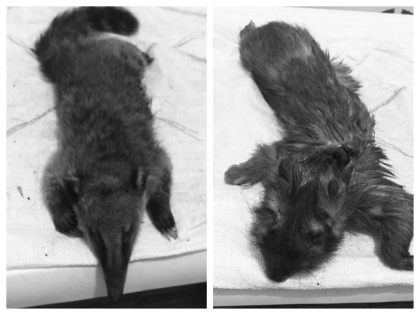 Herveo registra un caso de maltrato animal que cobra la vida de dos elementos la fauna silvestre