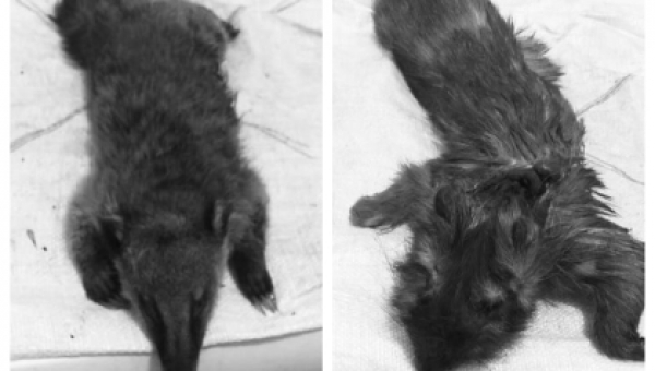 Herveo registra un caso de maltrato animal que cobra la vida de dos elementos la fauna silvestre