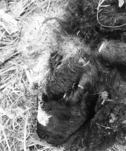 Juntos podemos evitar ataques y conservar los grandes mamíferos