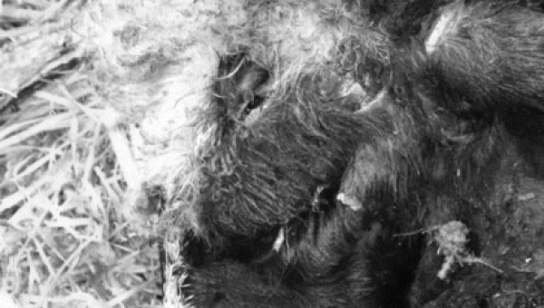 Juntos podemos evitar ataques y conservar los grandes mamíferos