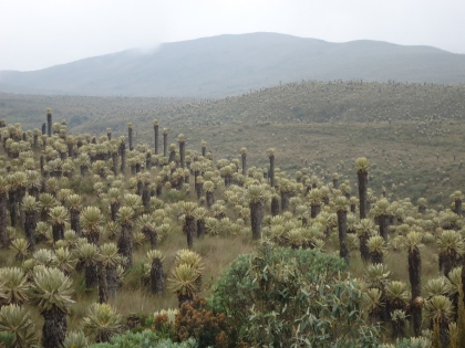 Se definió el mecanismo de inversión para conservar el Parque Natural Regional “Anaime Chili”