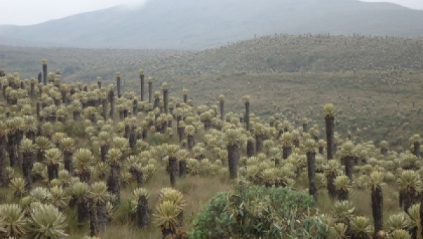 Se definió el mecanismo de inversión para conservar el Parque Natural Regional “Anaime Chili”