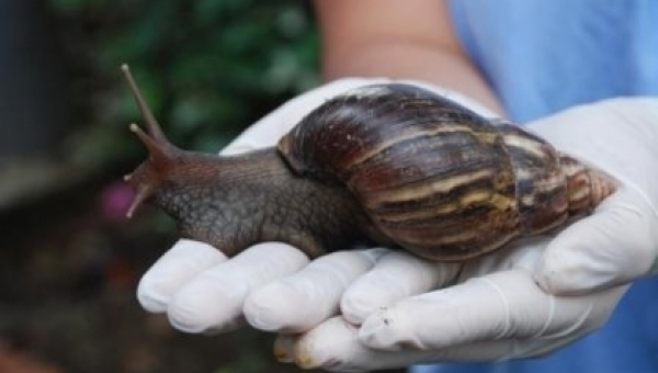 Alianza interinstitucional entrega resultados de estudio sobre Caracol Africano en el Tolima