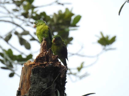 En Colombia la mayoría de las aves no son mascotas