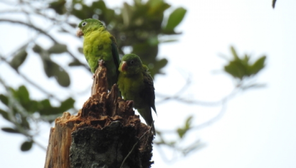 En Colombia la mayoría de las aves no son mascotas