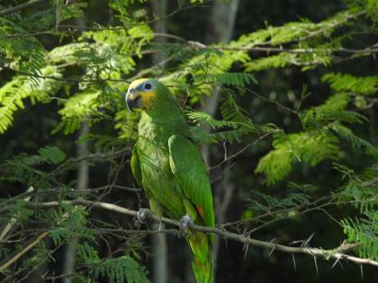 En fiestas patronales respete la fauna silvestre