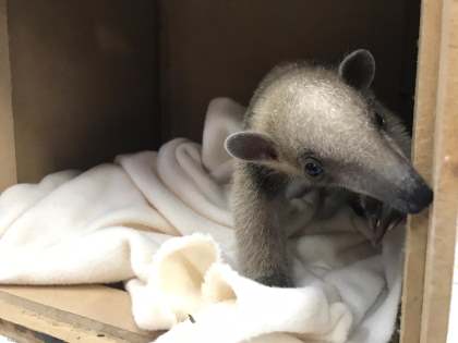 Viajando por una esperanza de vida