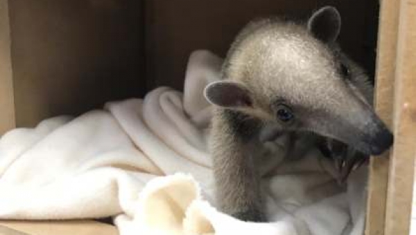 Viajando por una esperanza de vida