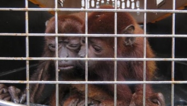 ¿En serio?... sucedió en Ibagué