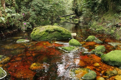 Bosque de Galilea, una riqueza ambiental donde nunca el ser humano había llegado a investigar