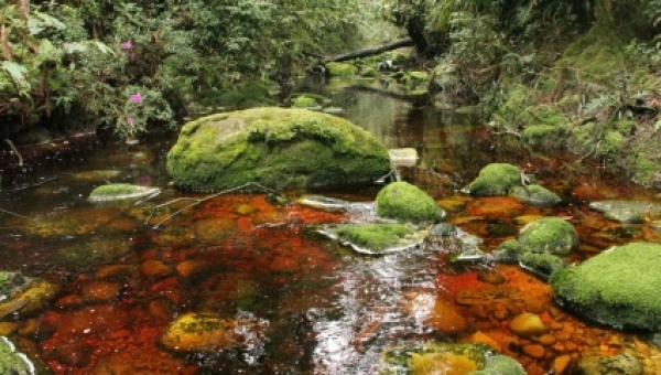 Bosque de Galilea, una riqueza ambiental donde nunca el ser humano había llegado a investigar