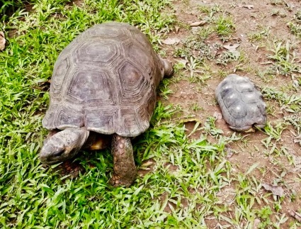 Cortolima reubica tortuga de gran tamaño